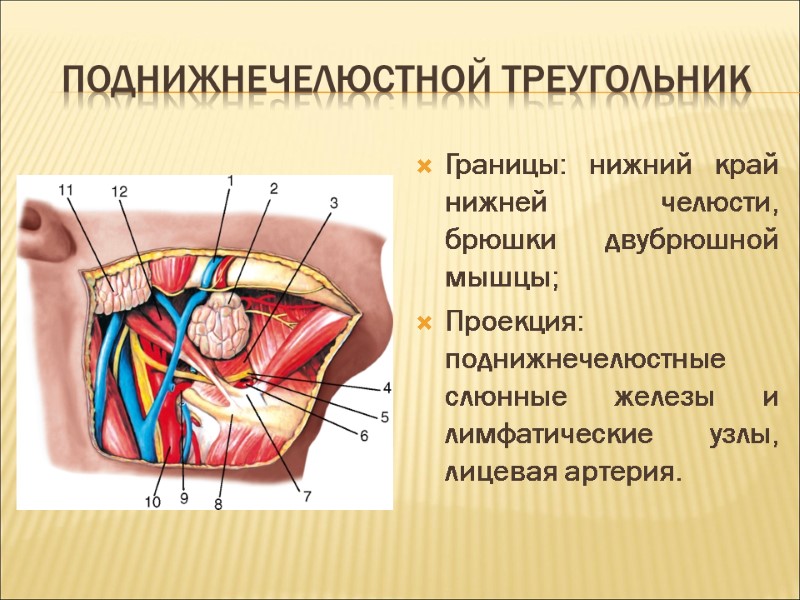 Поднижнечелюстной треугольник Границы: нижний край нижней челюсти, брюшки двубрюшной мышцы; Проекция: поднижнечелюстные слюнные железы
